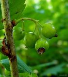 Ribes nigrum. Завязавшиеся плоды. Чувашия, окр. г. Шумерля, пойма р. Сура, устье р. Мочалка. 28 июня 2008 г.
