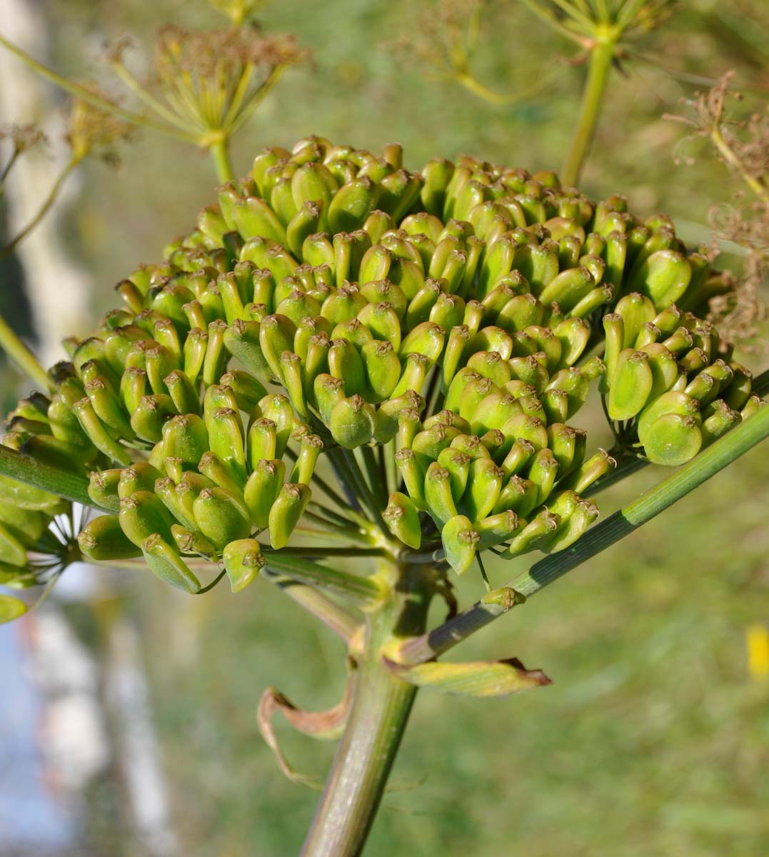 Изображение особи Ferula communis.