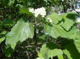 Crataegus submollis. Побеги с соцветием. Тверская обл., г. Тверь, Пролетарский р-н, просп. 50 лет Октября, в озеленении. 18.05.2019.