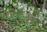 Ornithogalum arcuatum