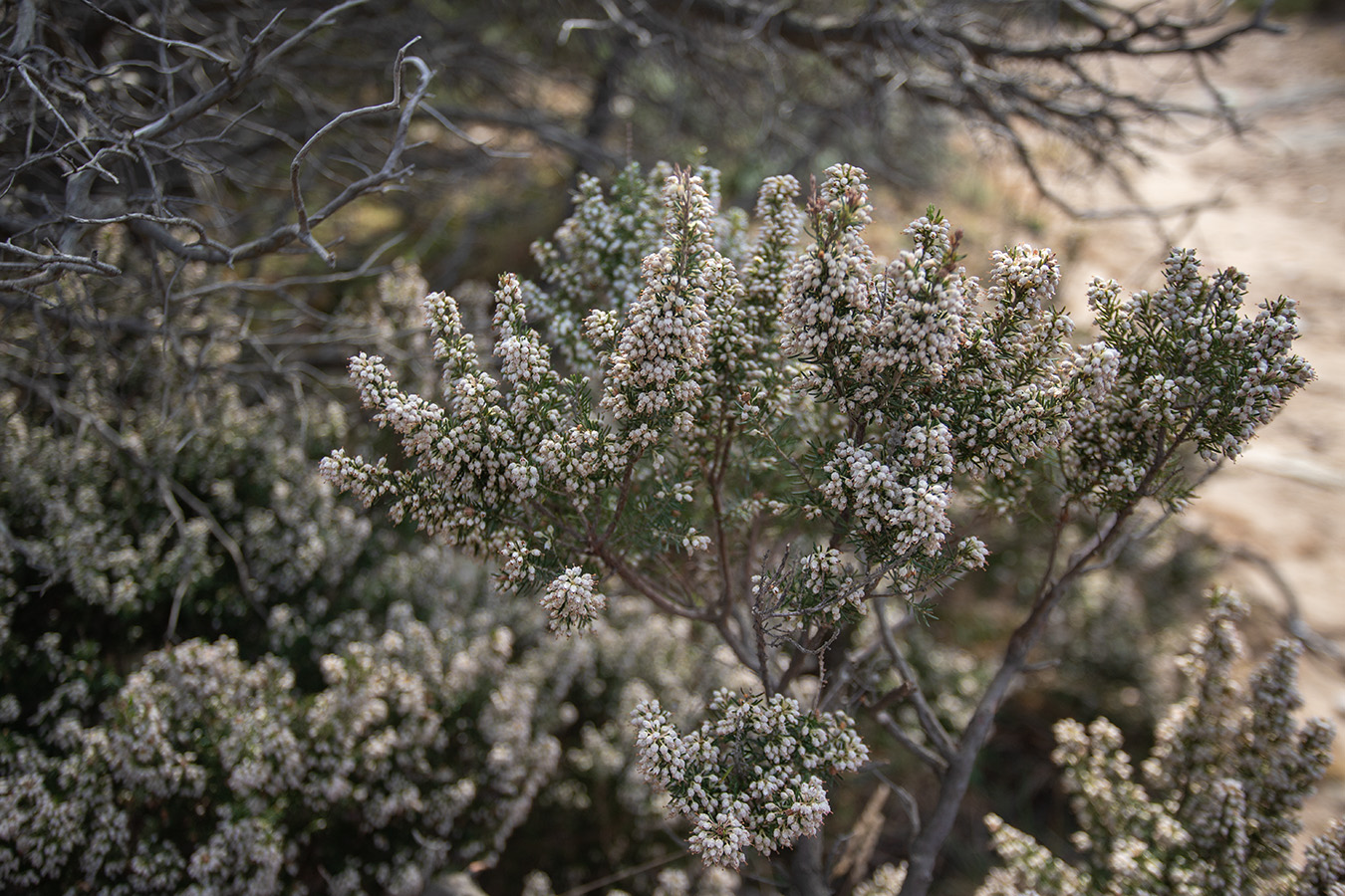 Изображение особи Erica arborea.