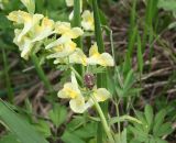 Corydalis bracteata