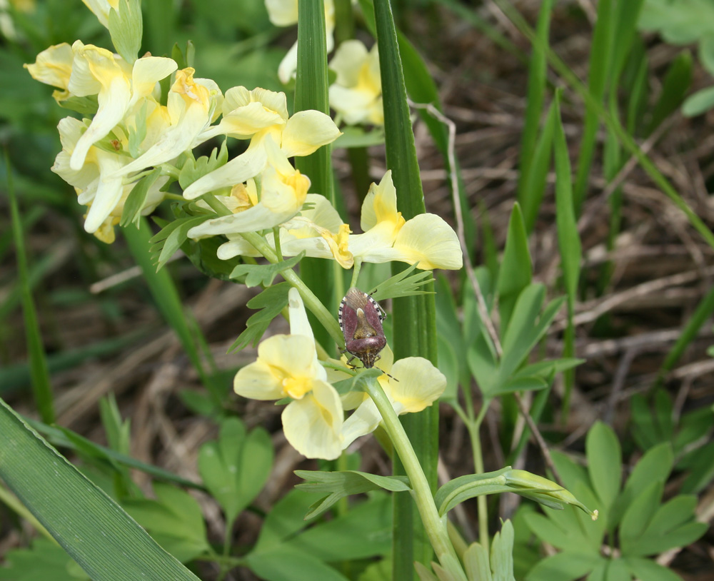 Image of Corydalis bracteata specimen.