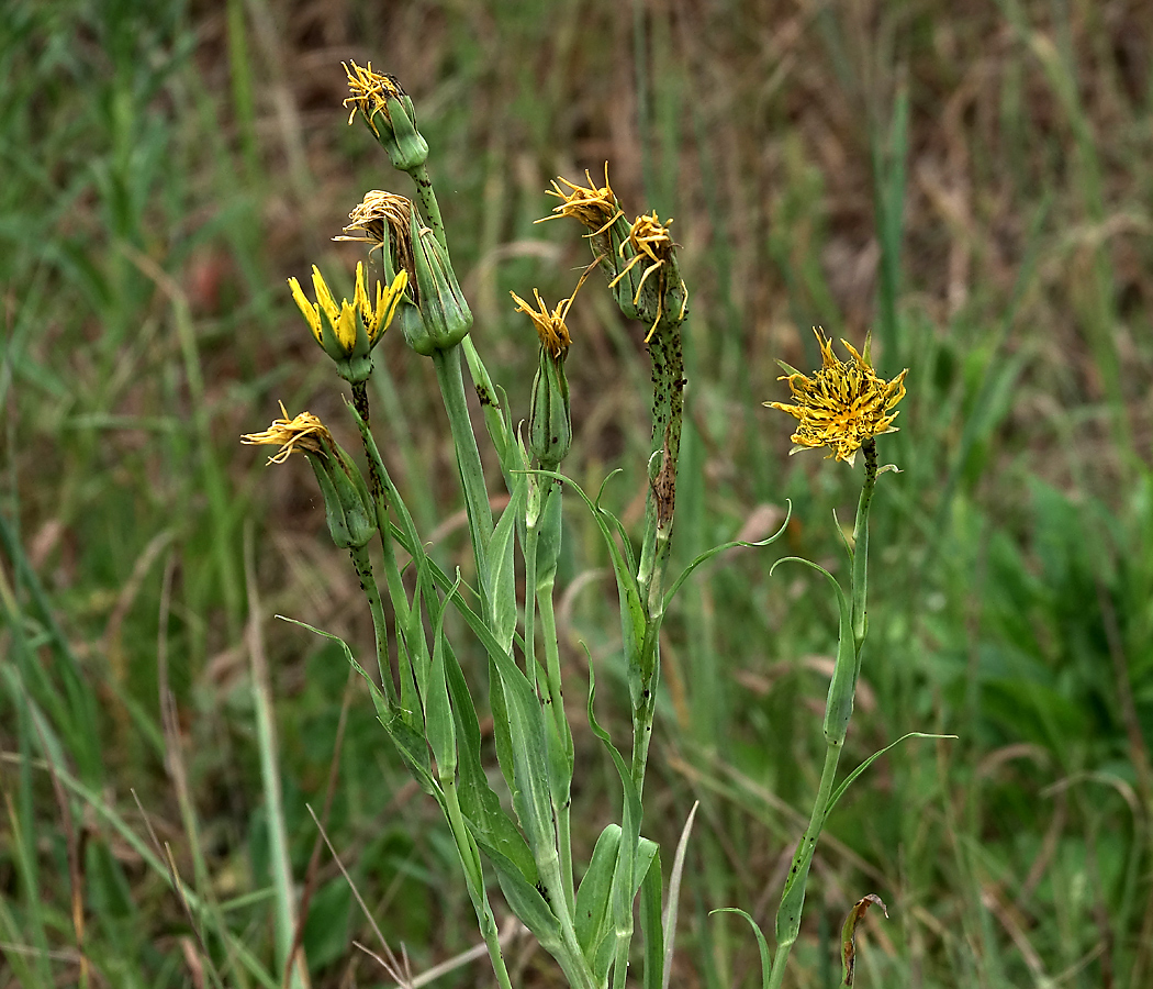 Изображение особи Tragopogon pratensis.