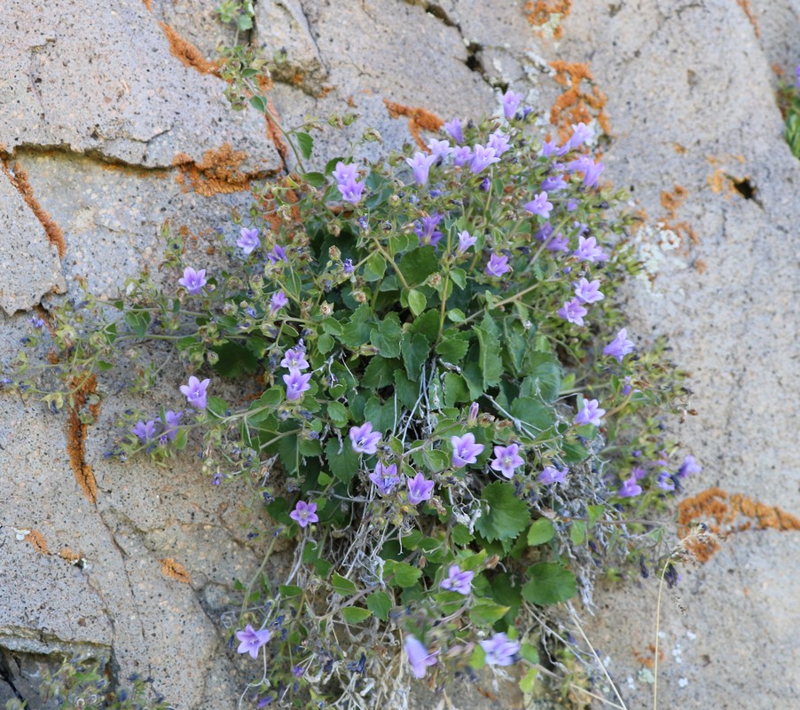 Image of Campanula bayerniana specimen.
