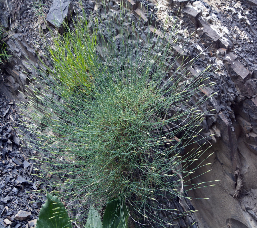 Image of genus Dianthus specimen.