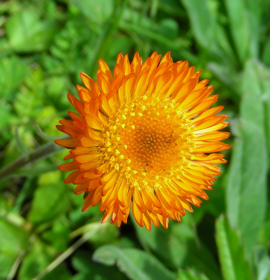 Image of Erigeron aurantiacus specimen.