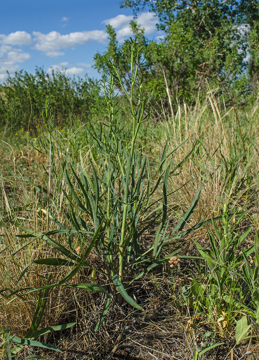 Изображение особи Falcaria vulgaris.