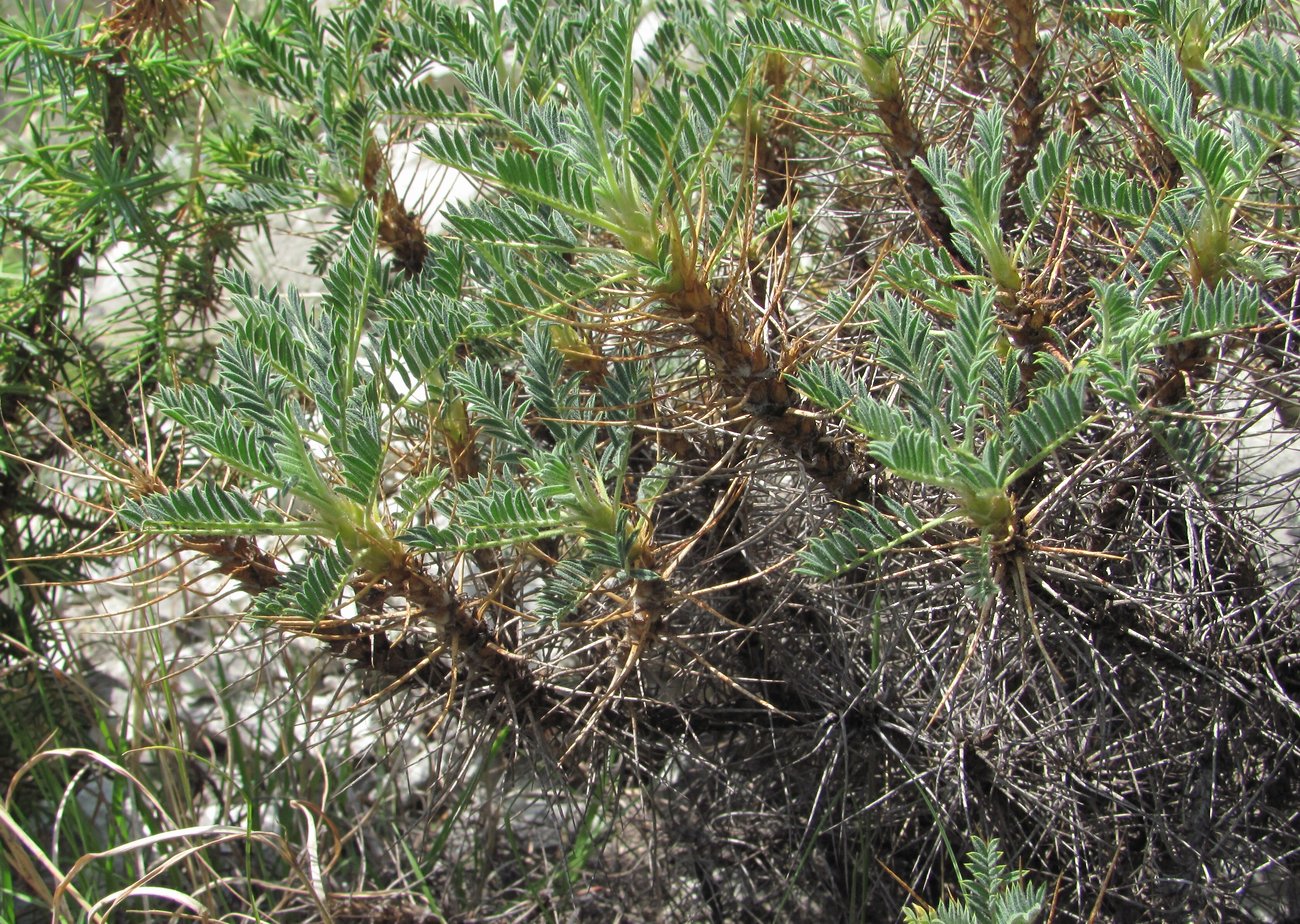 Image of Astragalus denudatus specimen.