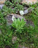 Primula bayernii. Цветущие растения. Карачаево-Черкесия, Тебердинский заповедник, хр. Малая Хатипара, северо-западный склон к р. Азгек, каменистая осыпь, у ручья, ок. 2750 м н.у.м. 28.07.2019.