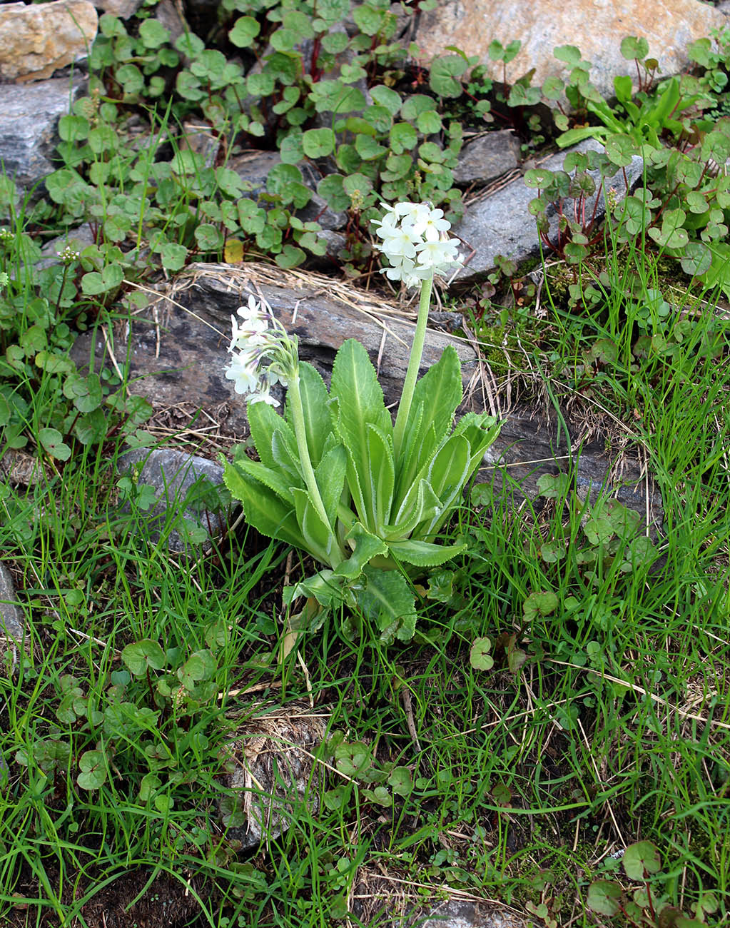 Image of Primula bayernii specimen.