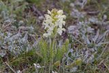 Pedicularis dubia. Цветущее растение. Кыргызстан, Ошская обл., Алайский хребет выше перевала Талдык, субальпика, ≈ 3700 м н.у.м., ниже водораздельного гребня, горная лугостепь. 18 августа 2019 г.