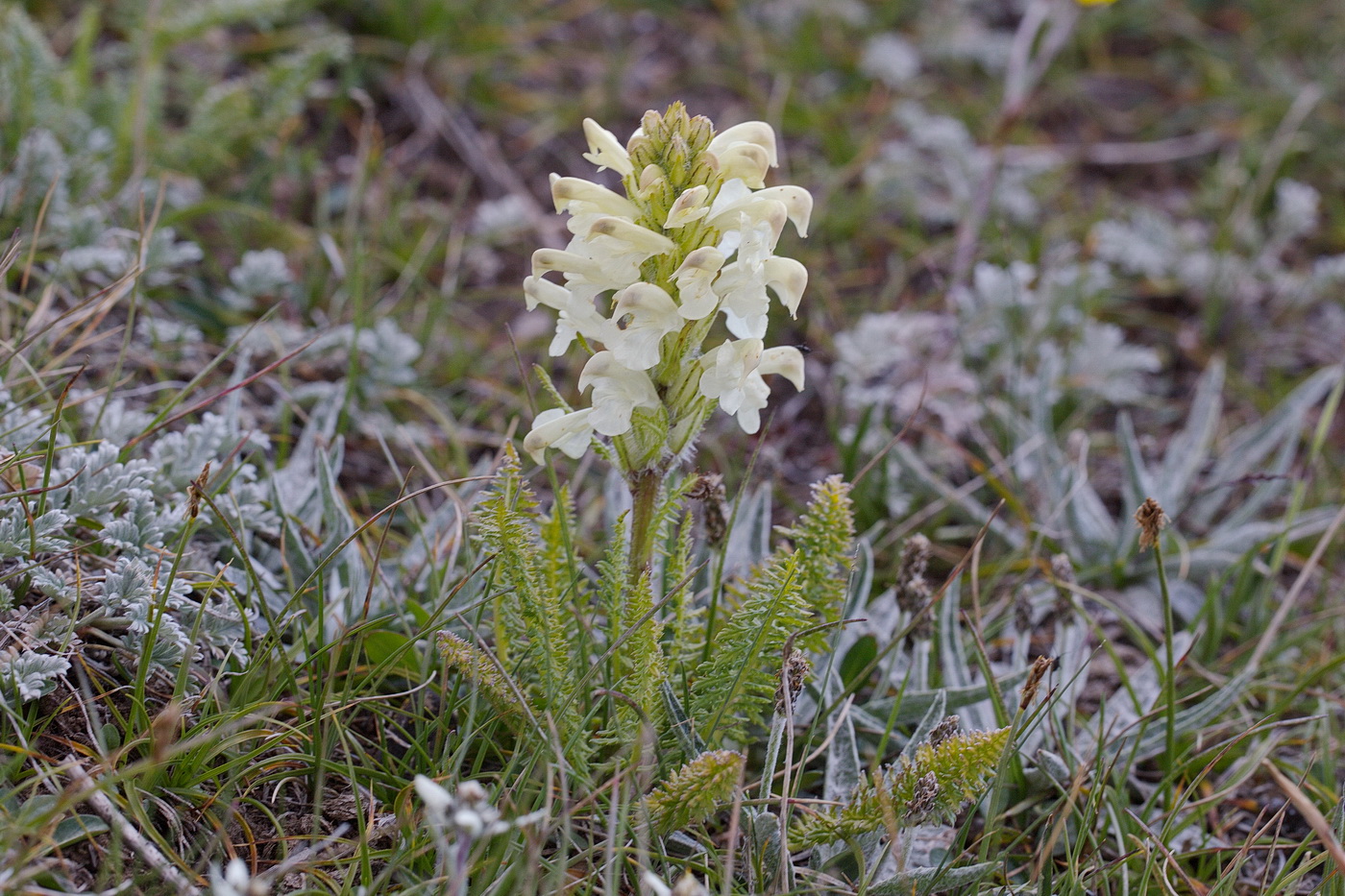 Image of Pedicularis dubia specimen.