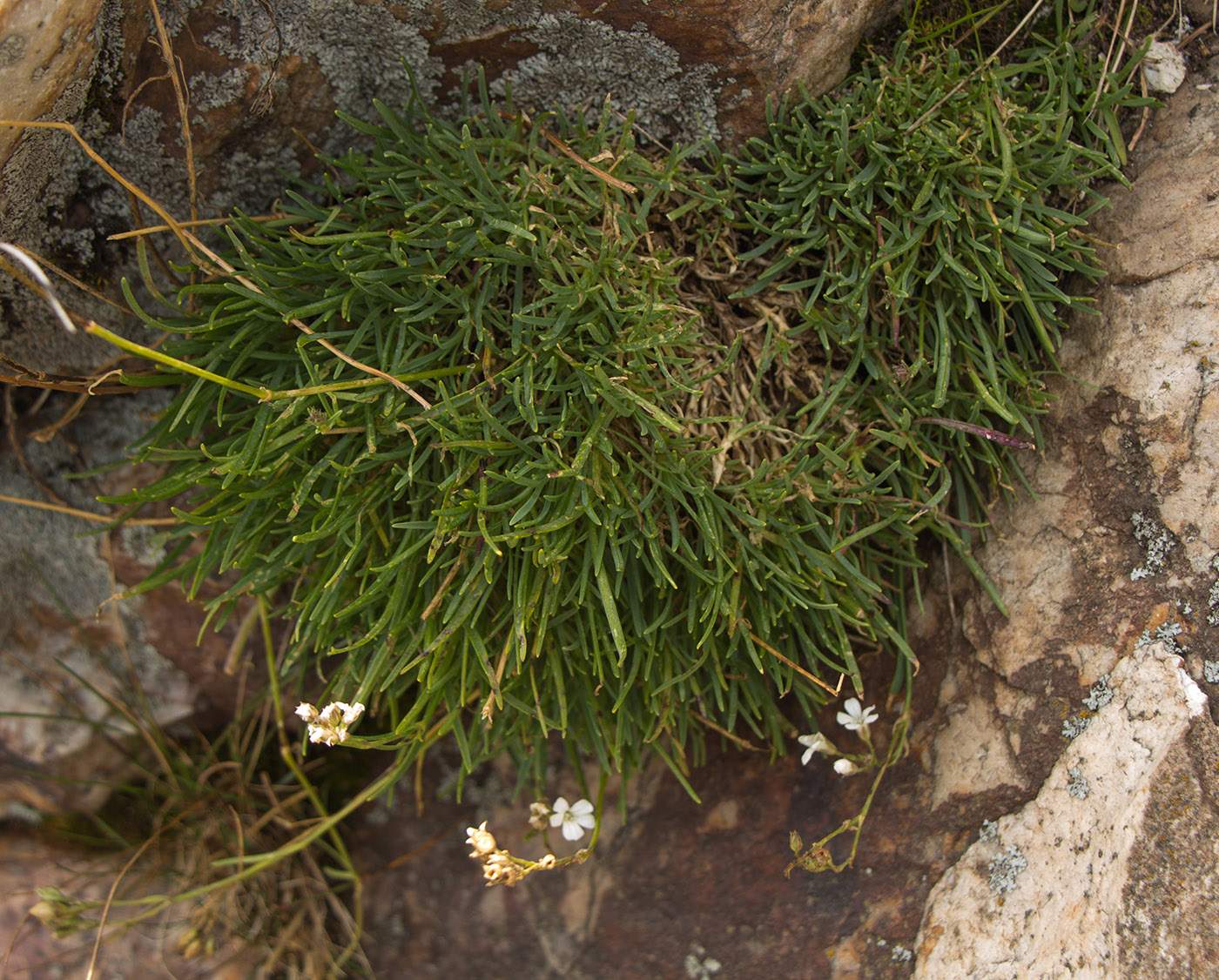 Изображение особи Gypsophila uralensis.