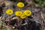 Tussilago farfara. Цветущие растения. Краснодарский край, Мостовский р-н, окр. пос. Кировский, западный край хр. Малый Бамбак (в р-не горы Шапка), 1800 м н.у.м., обочина грунтовой дороги. 21.05.2019.