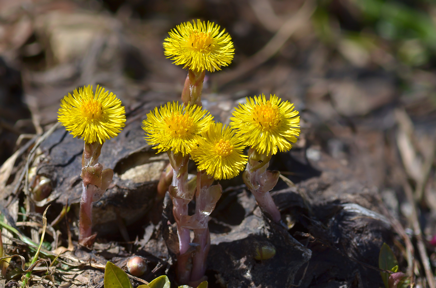 Изображение особи Tussilago farfara.