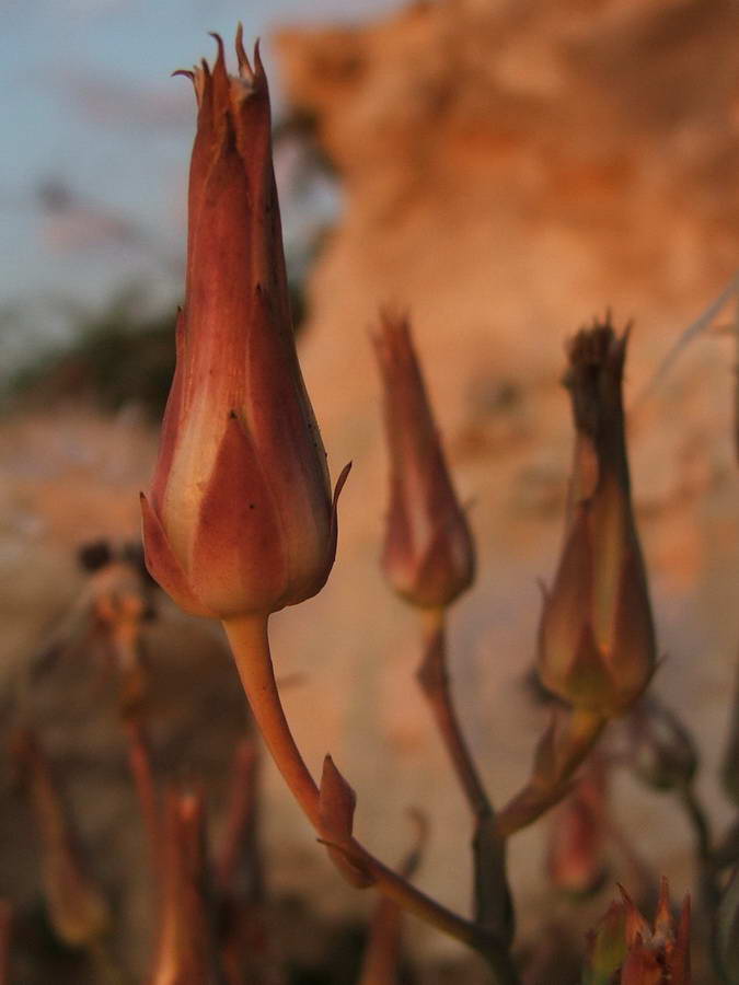 Изображение особи Lactuca tuberosa.