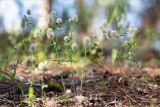 Trifolium arvense