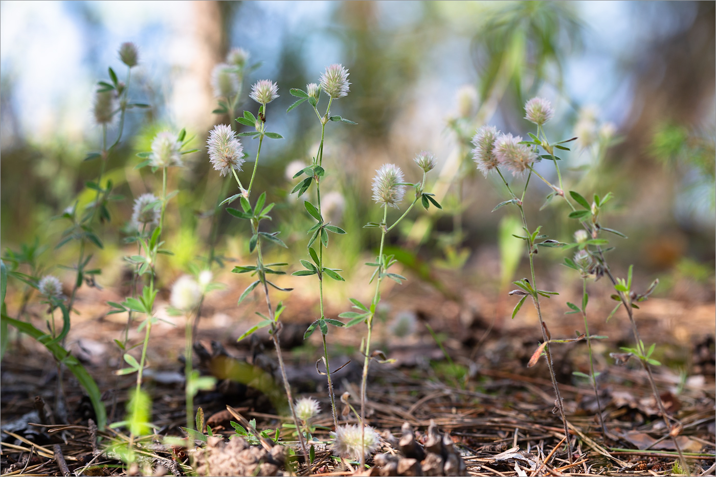 Image of Trifolium arvense specimen.