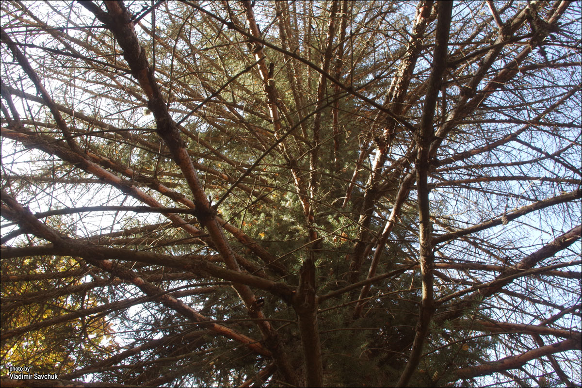 Image of genus Picea specimen.