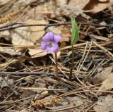 Viola dactyloides. Цветущее растение. Иркутская обл., Черемховский р-н, окр. пос. Узкий Луг, редкий лес. 26.05.2019.