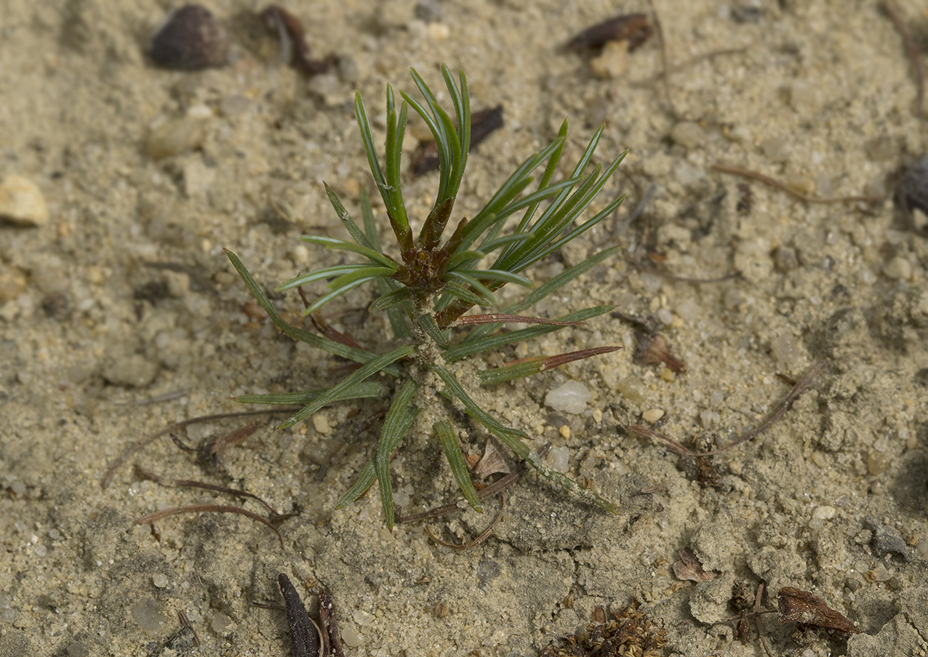 Image of Pinus pumila specimen.