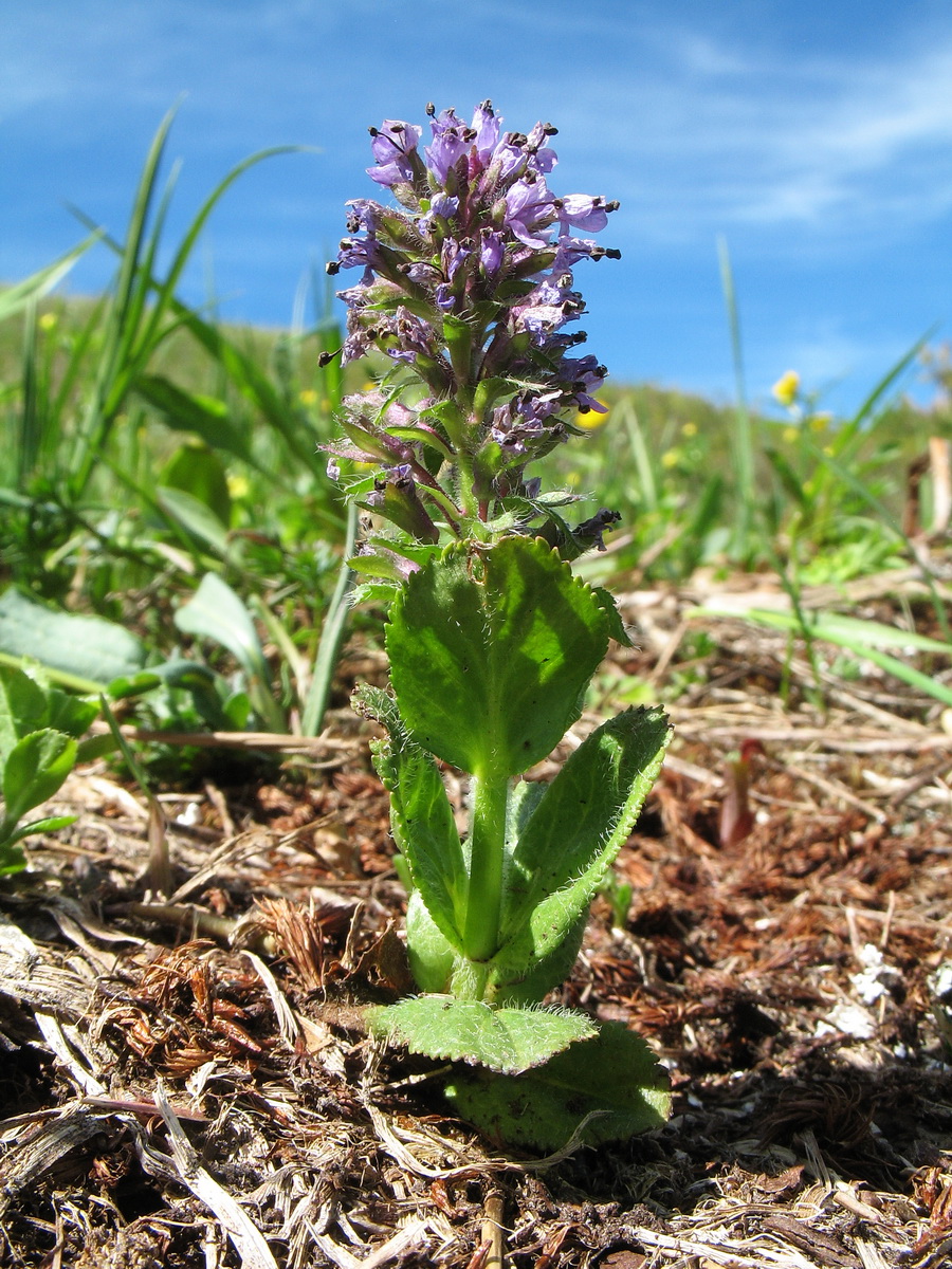 Image of Veronica densiflora specimen.