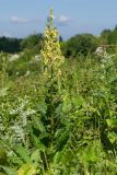 Verbascum pyramidatum