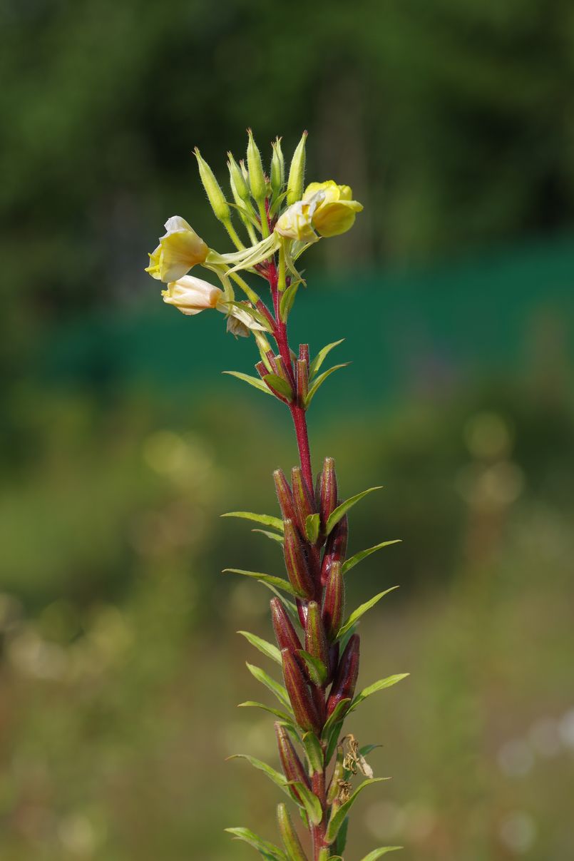 Изображение особи Oenothera rubricaulis.