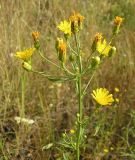 Hieracium filifolium