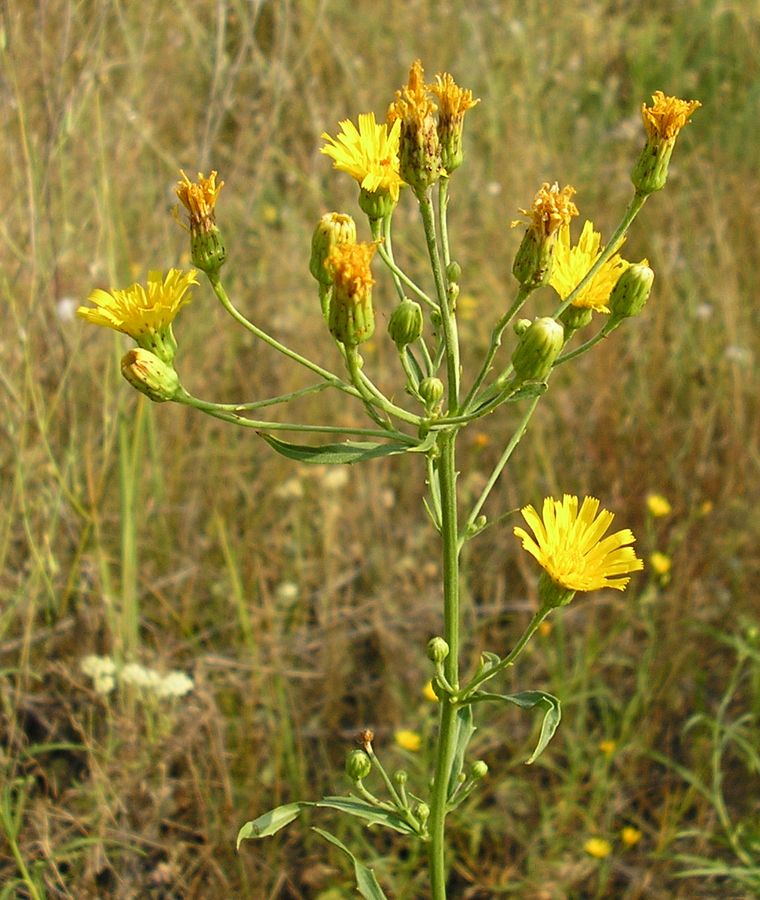 Image of Hieracium filifolium specimen.