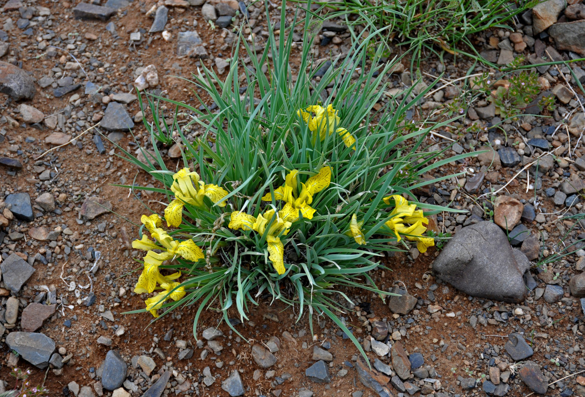 Изображение особи Iris potaninii.