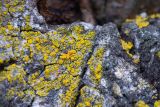 Candelariella vitellina