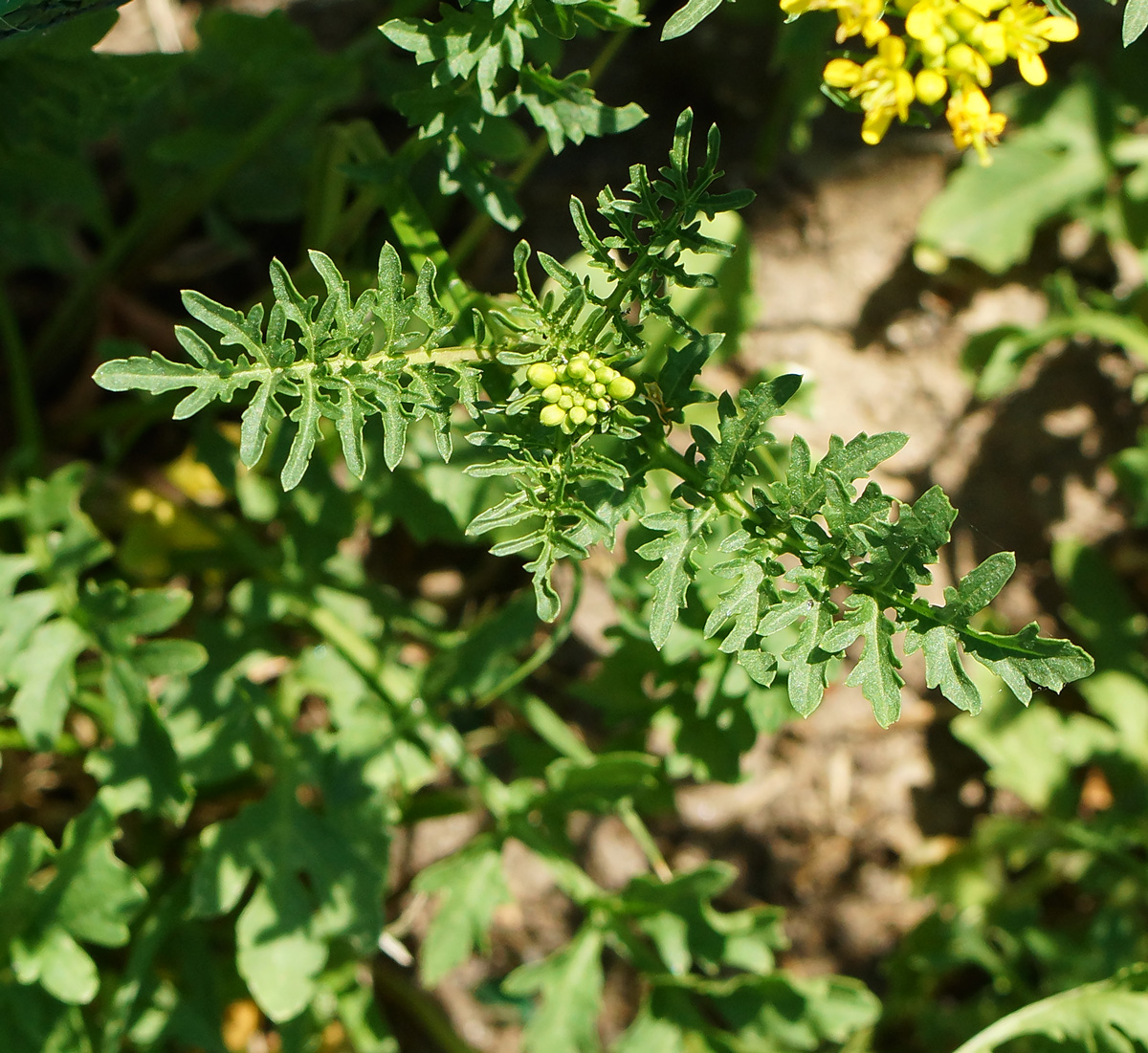 Image of Rorippa sylvestris specimen.