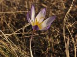 Crocus tauricus