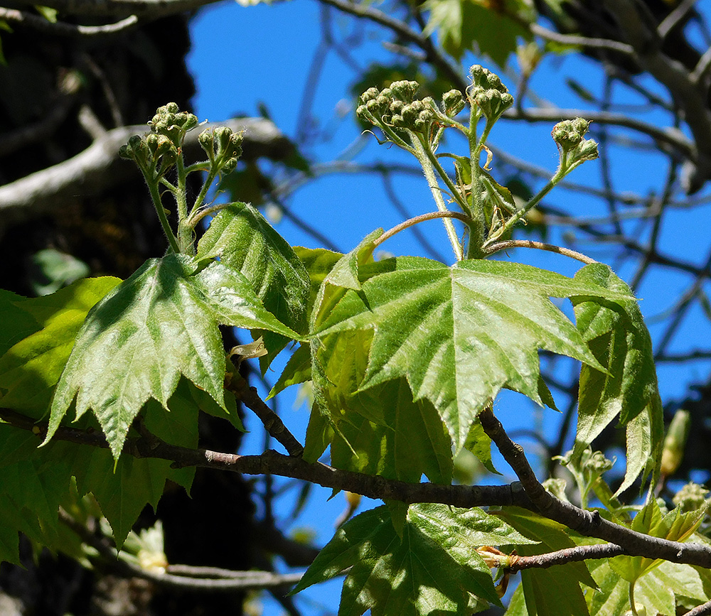 Изображение особи Sorbus torminalis.