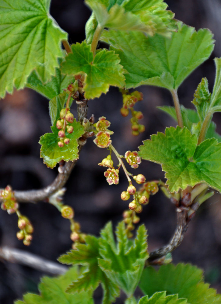 Image of Ribes spicatum specimen.