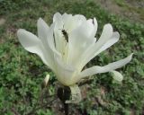 Magnolia stellata