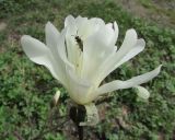 Magnolia stellata. Цветок с пчелой. Московская обл., Щёлковский р-н, в культуре. 04.05.2020.