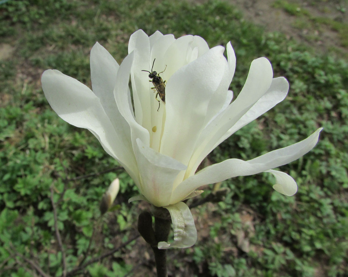 Image of Magnolia stellata specimen.