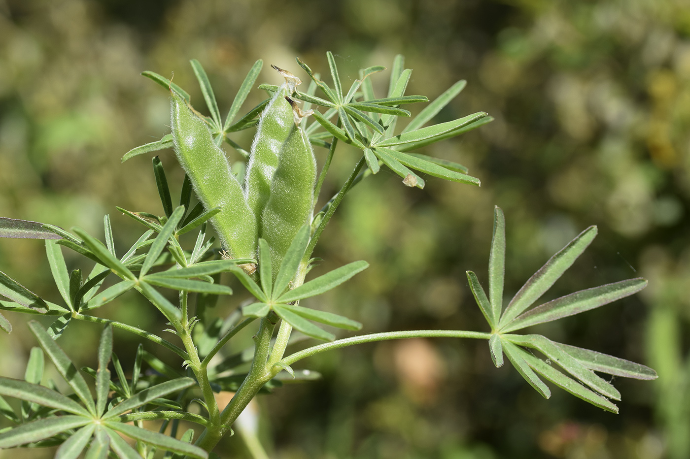 Изображение особи Lupinus angustifolius.