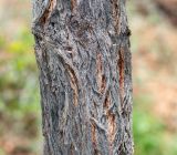 Vachellia erioloba