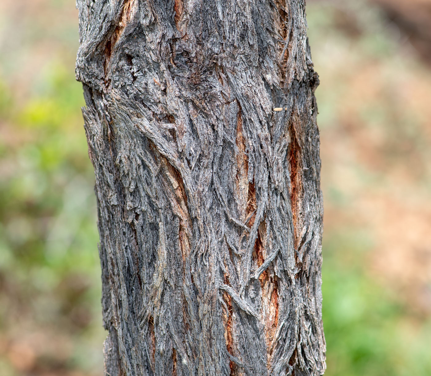 Image of Vachellia erioloba specimen.