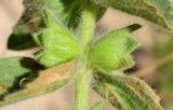 Hypogomphia turkestana