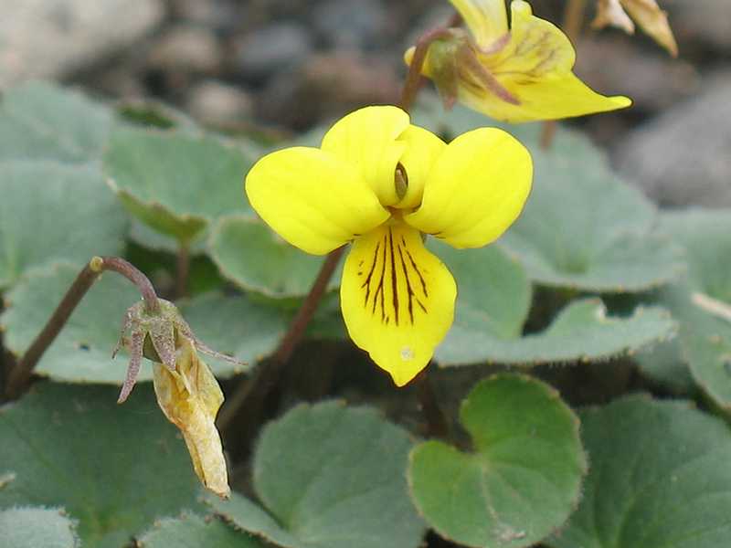 Image of Viola avatschensis specimen.