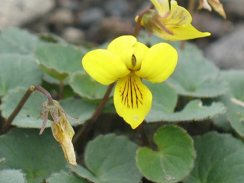 Image of Viola avatschensis specimen.