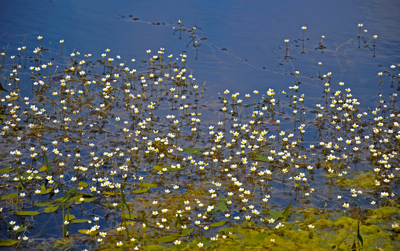 Image of Ranunculus circinatus specimen.