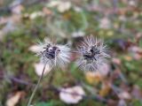 Hieracium korshinskyi
