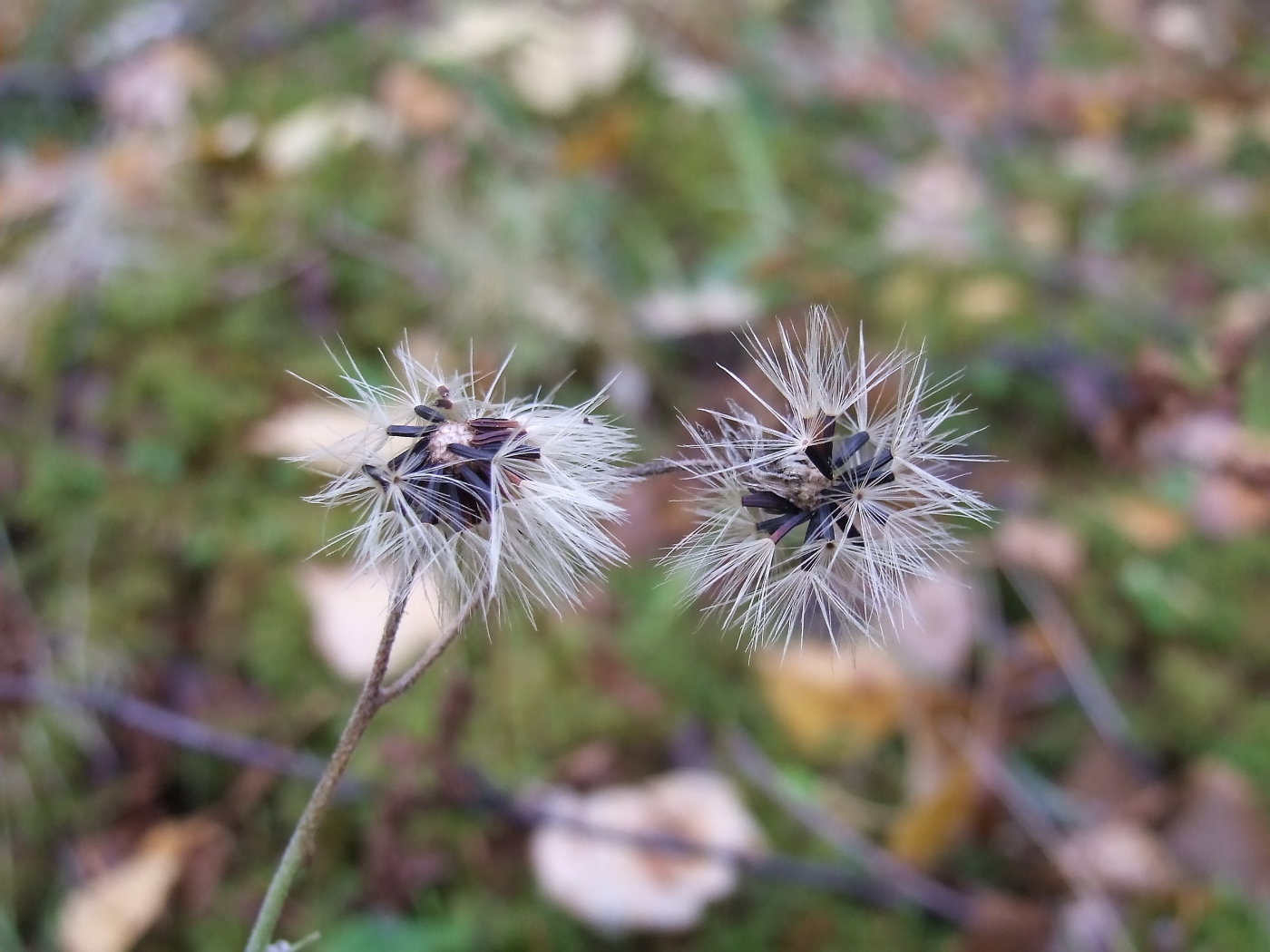 Image of Hieracium korshinskyi specimen.