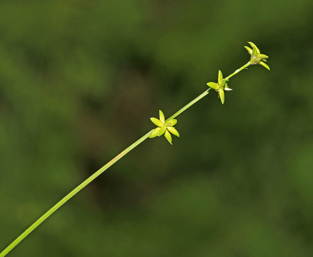 Изображение особи Carex loliacea.